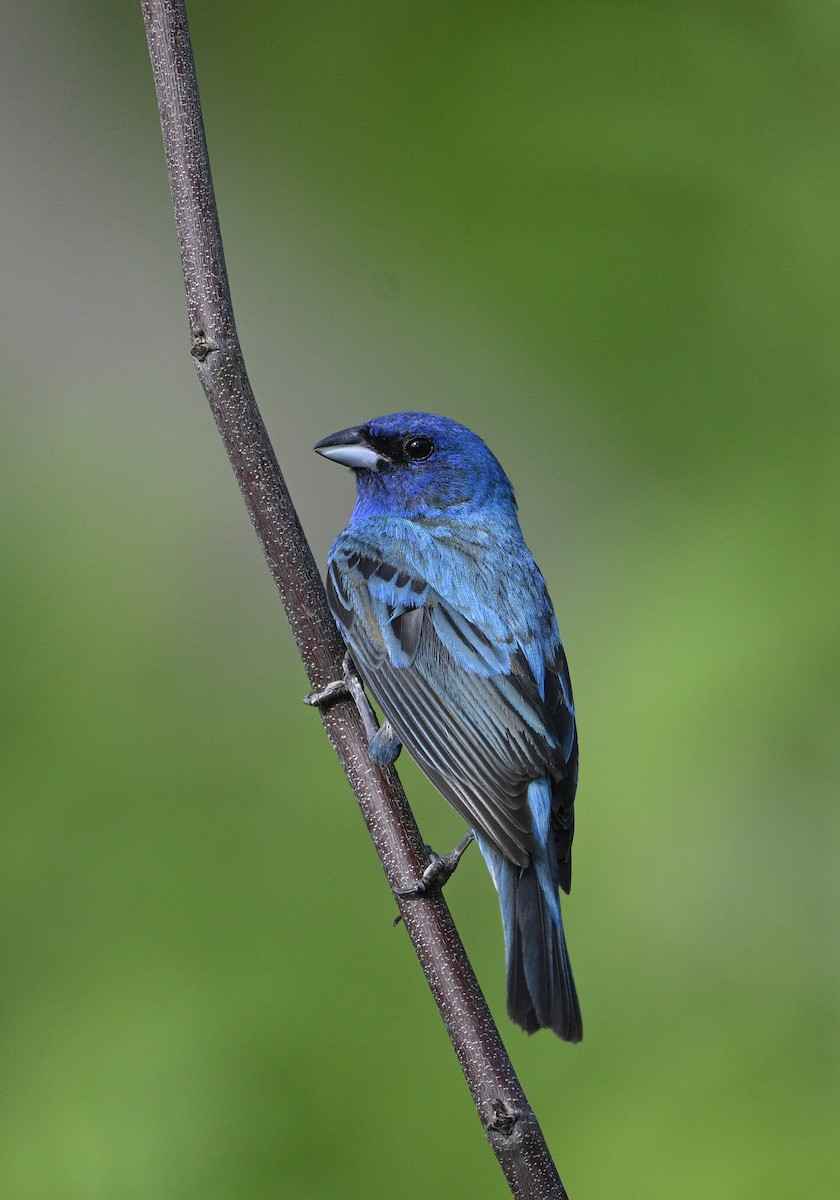 Indigo Bunting - ML620704709