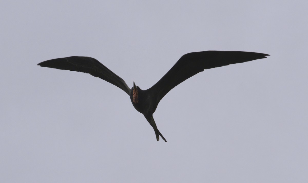 Magnificent Frigatebird - ML620704710