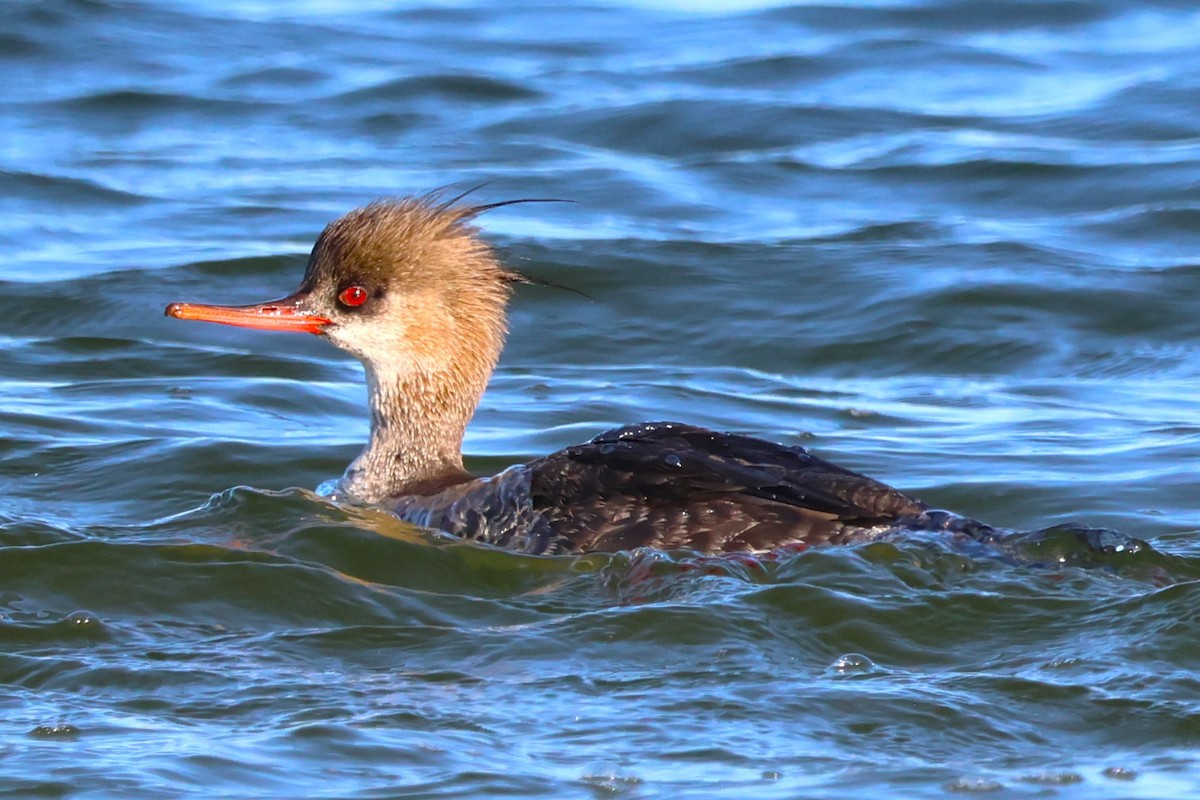 Red-breasted Merganser - ML620704711