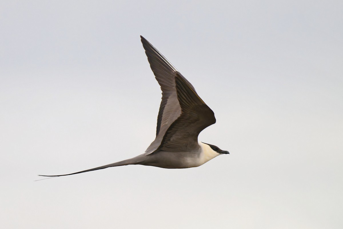 Long-tailed Jaeger - ML620704712