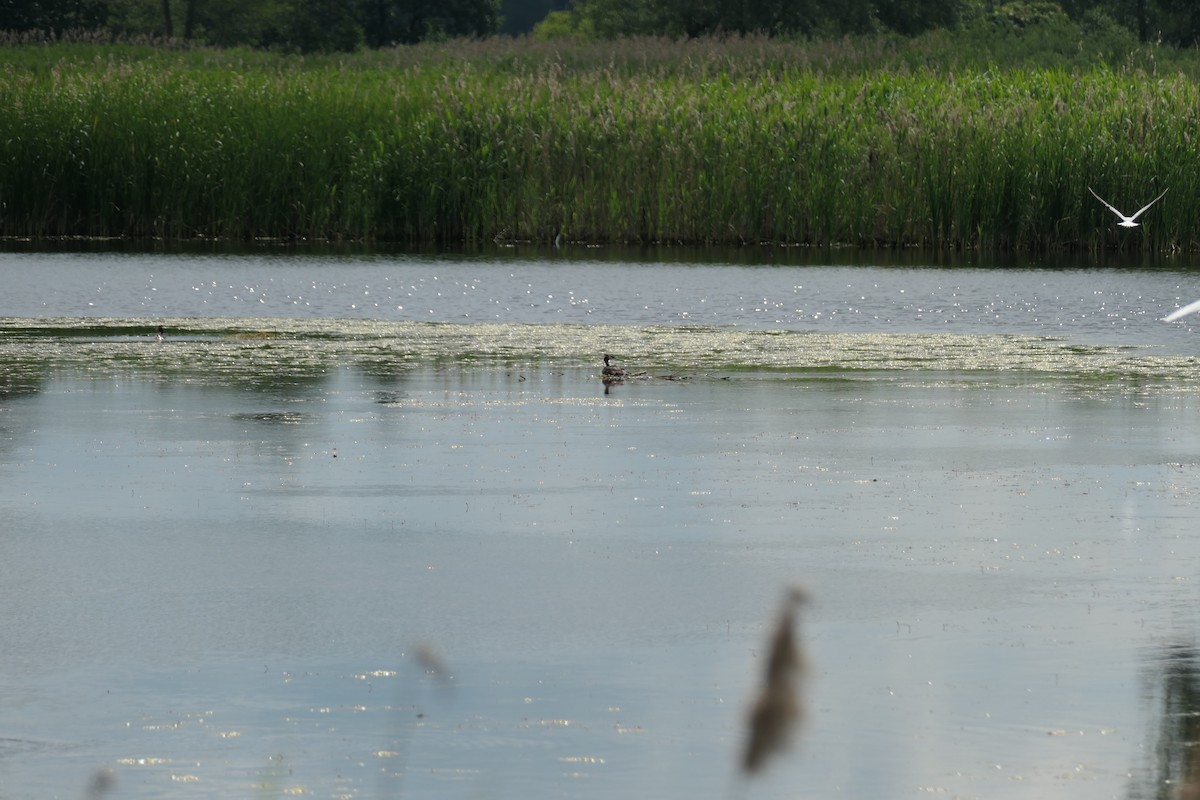 Great Crested Grebe - ML620704713