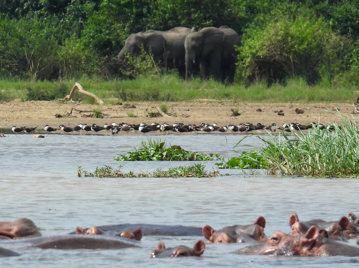 zoboun africký - ML620704714