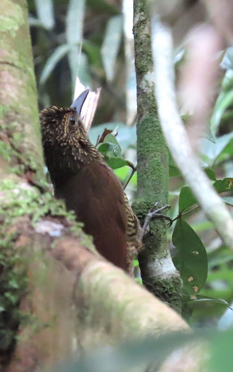 Black-banded Woodcreeper - ML620704715