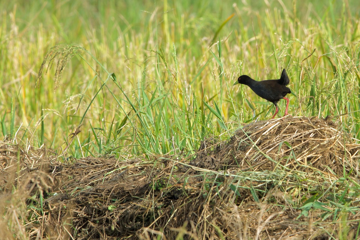 Polluela Negra Africana - ML620704719