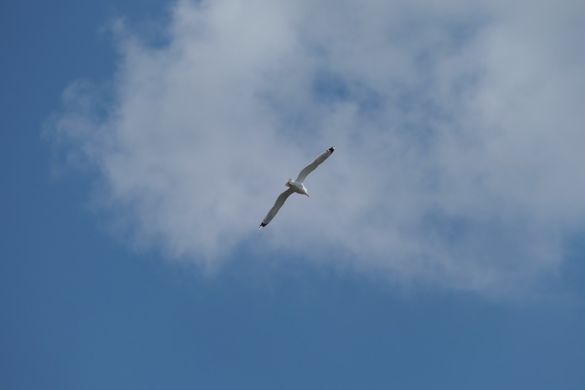 Caspian Gull - ML620704720