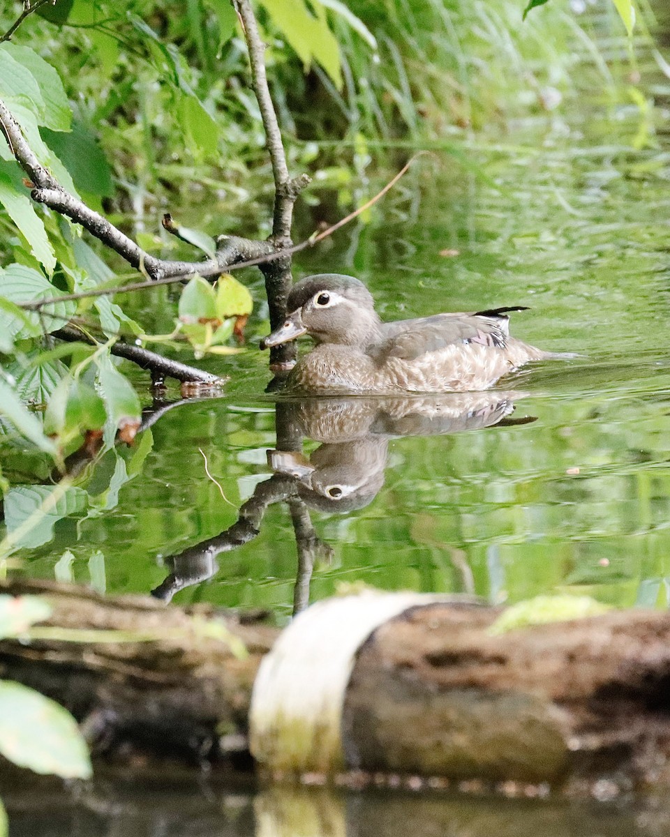 Wood Duck - ML620704722