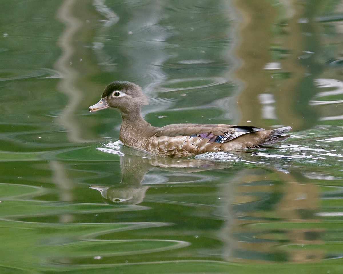 Wood Duck - ML620704723