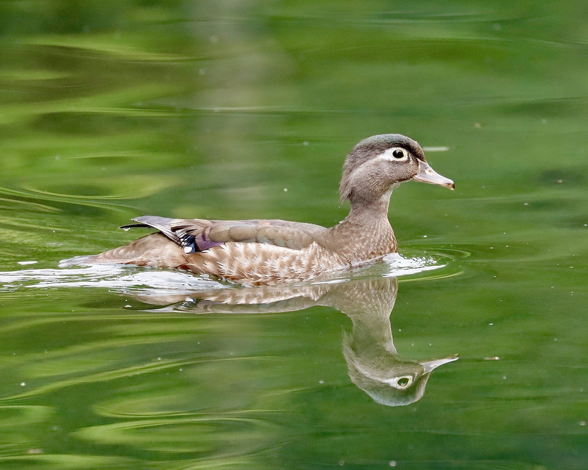 Wood Duck - ML620704724