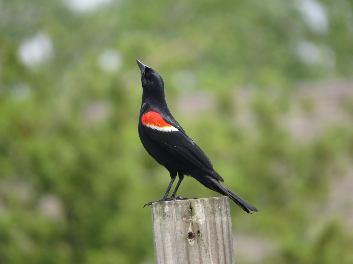 Red-winged Blackbird - ML620704727