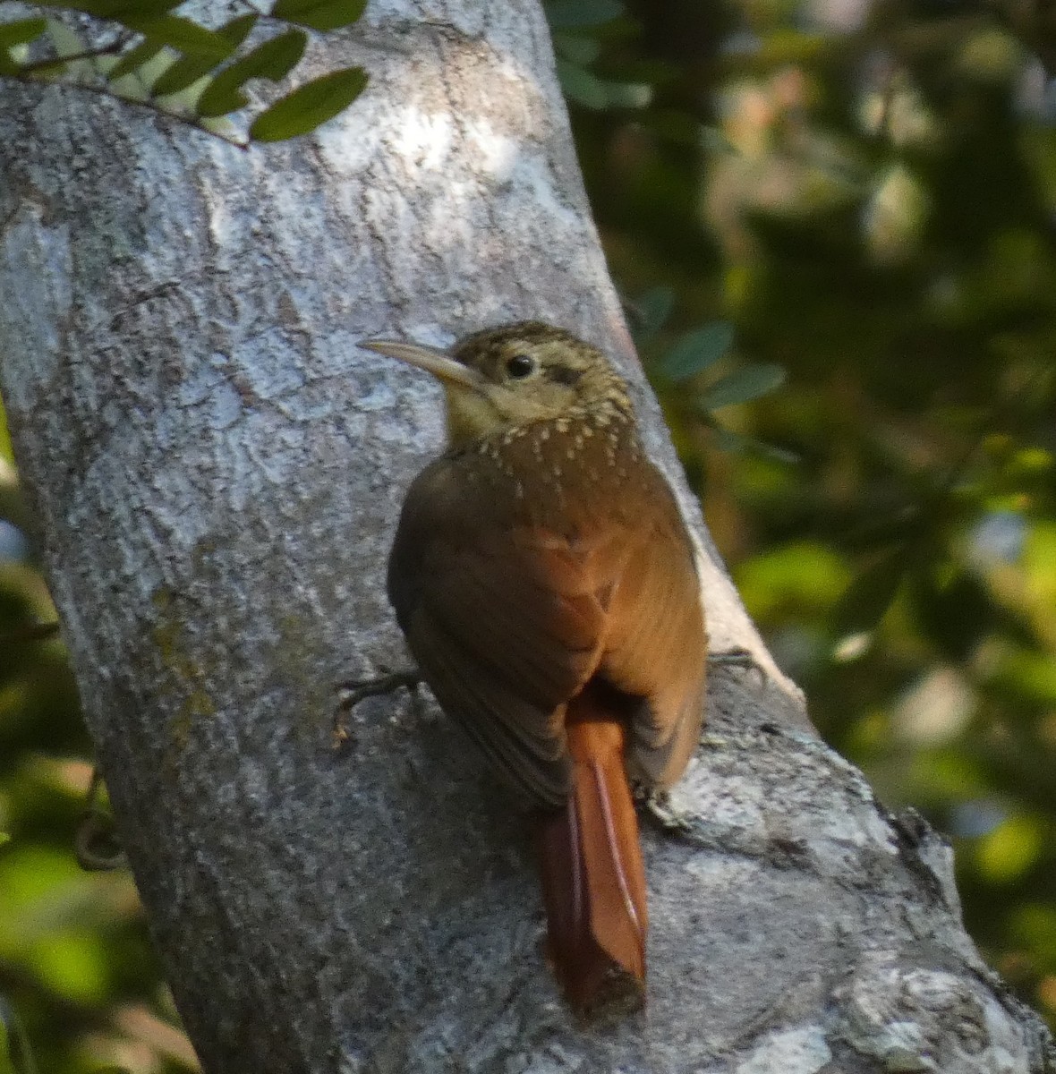 Lesser Woodcreeper - ML620704730