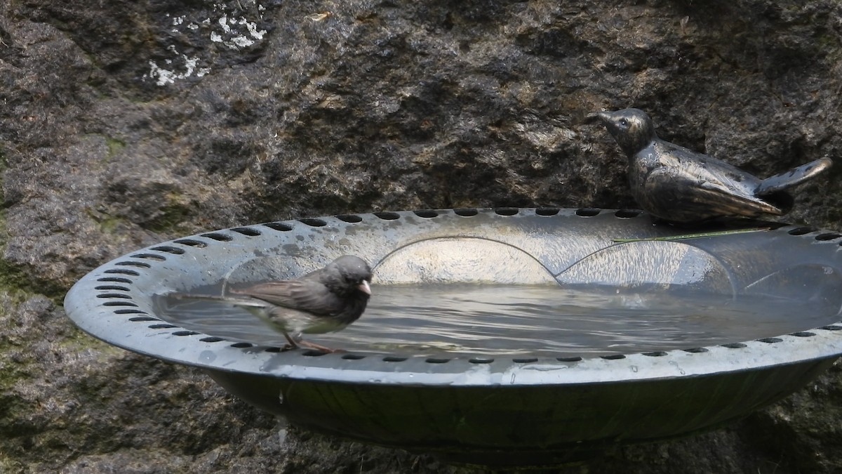 Junco Ojioscuro - ML620704731