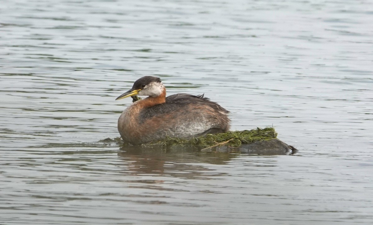 Red-necked Grebe - ML620704732