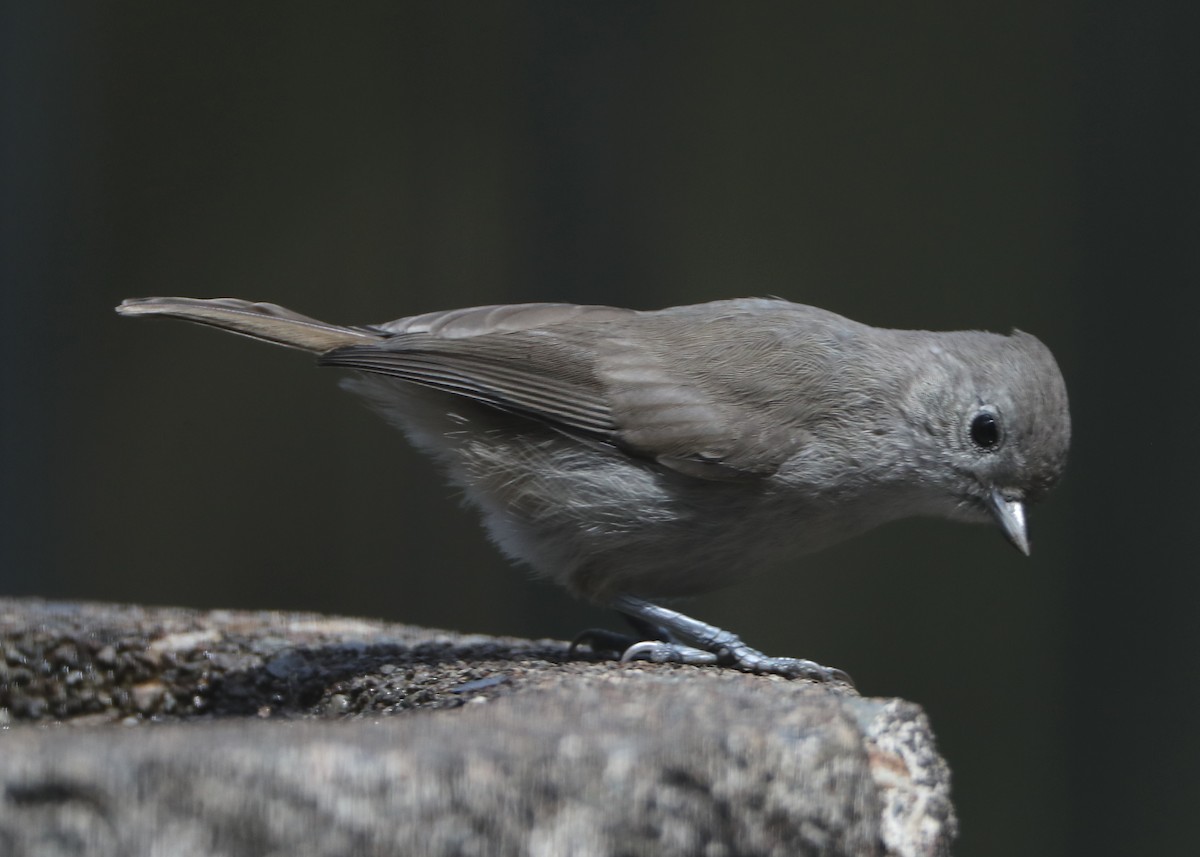 Oak Titmouse - ML620704733