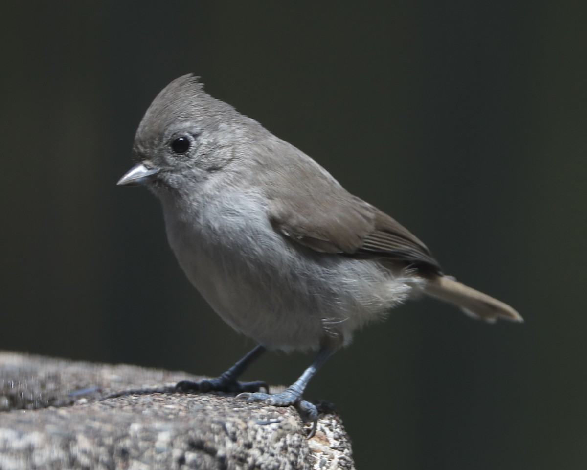 Oak Titmouse - Linda Dalton