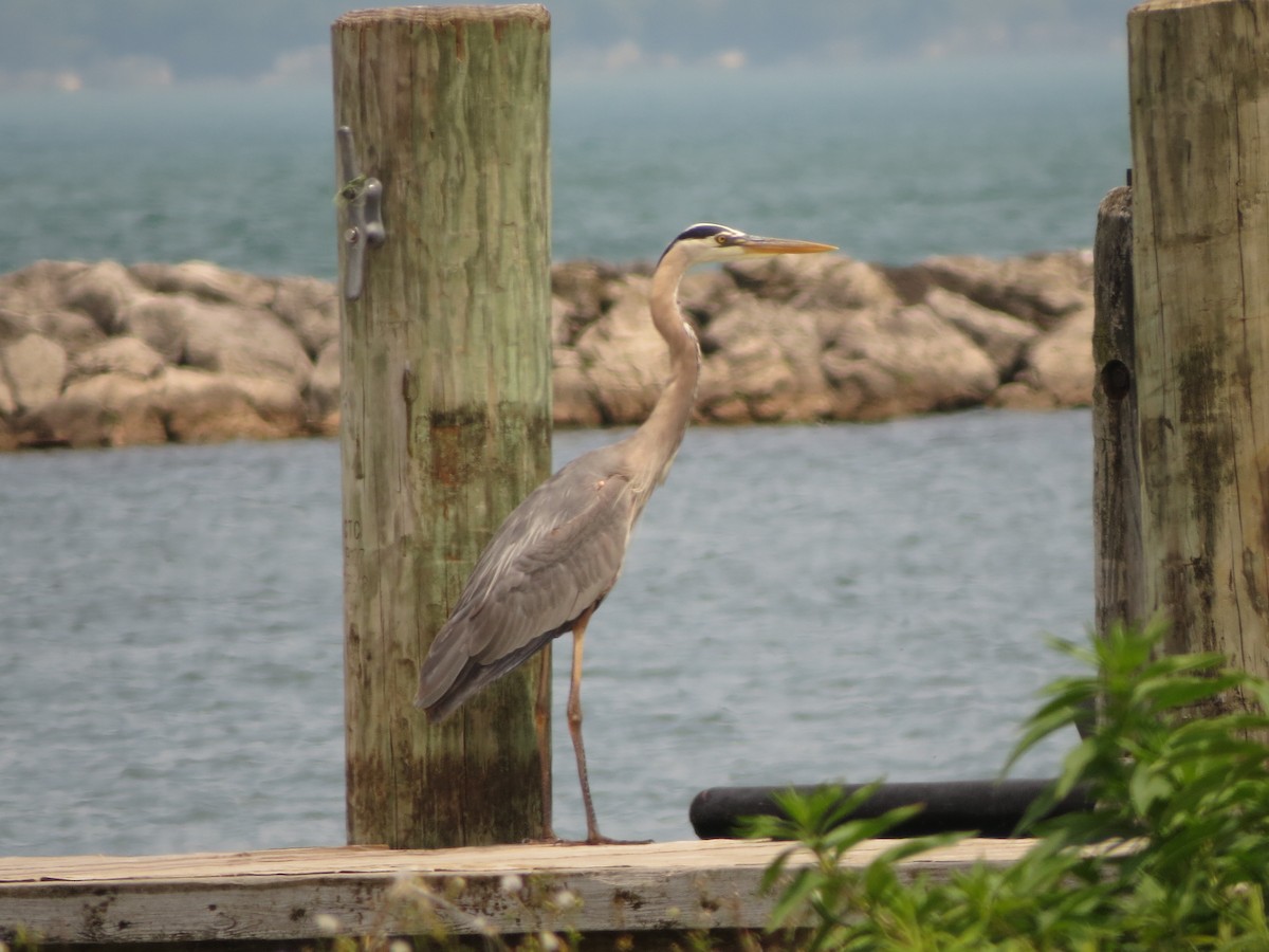 Great Blue Heron - Melanie Mitchell