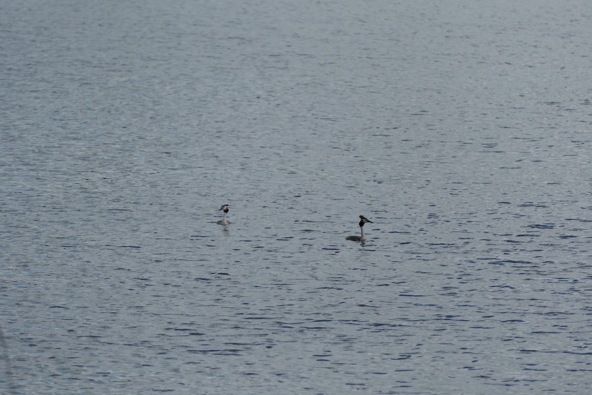 Great Crested Grebe - ML620704737