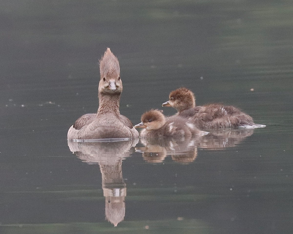 Hooded Merganser - ML620704739