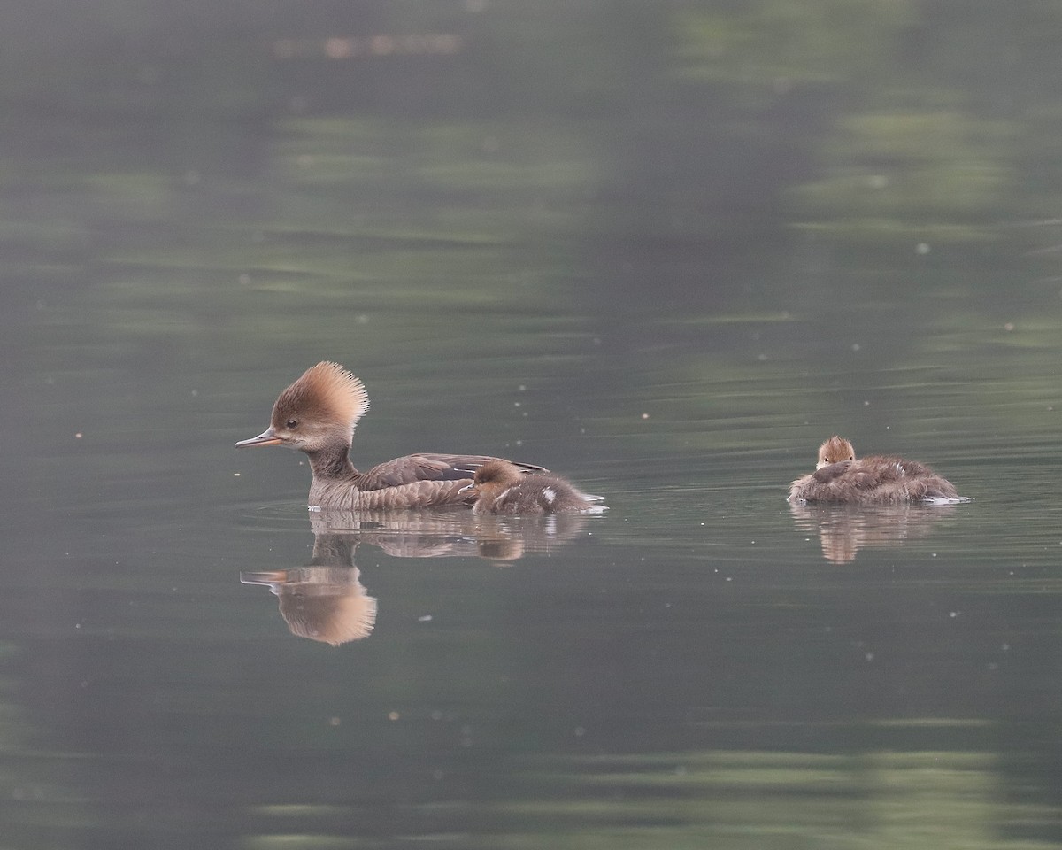 Hooded Merganser - ML620704740