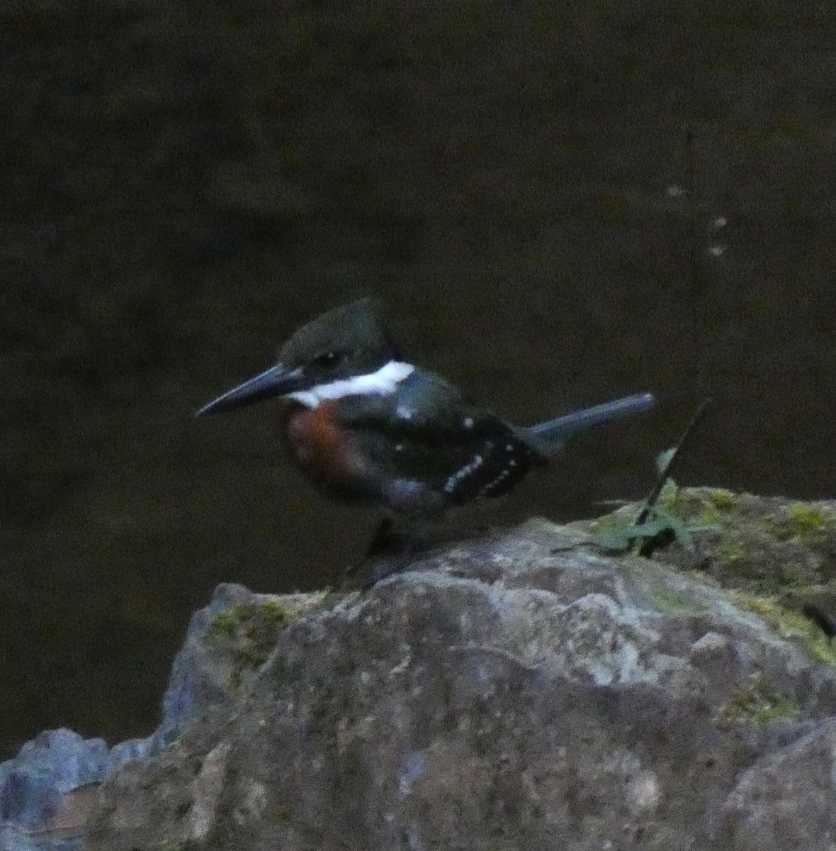 Green Kingfisher - ML620704741