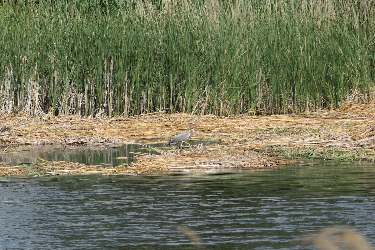 Gray Heron - ML620704742