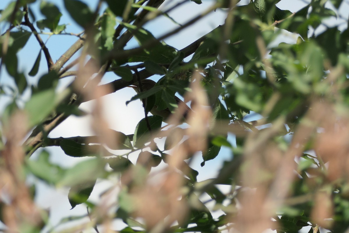 Marsh Warbler - Krzysztof Dudzik-Górnicki