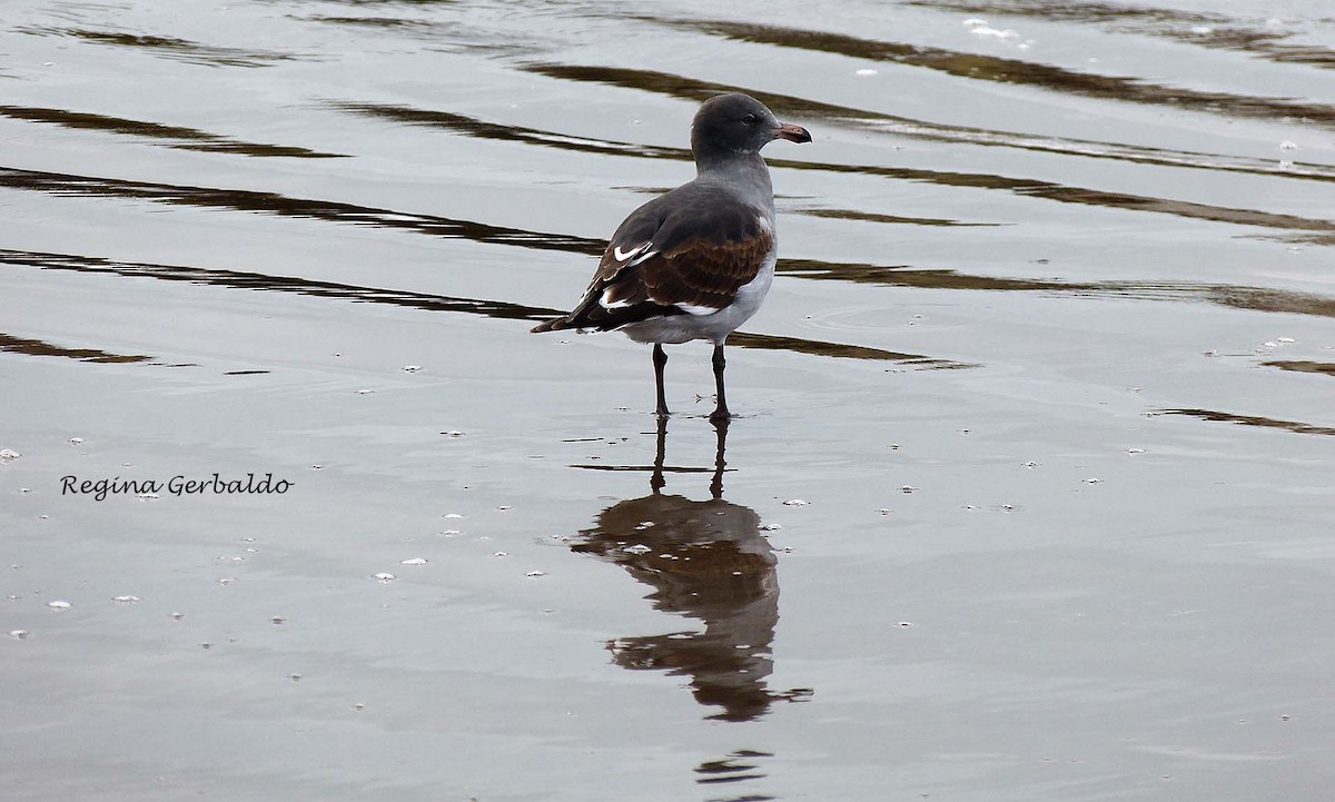 Dolphin Gull - ML620704746