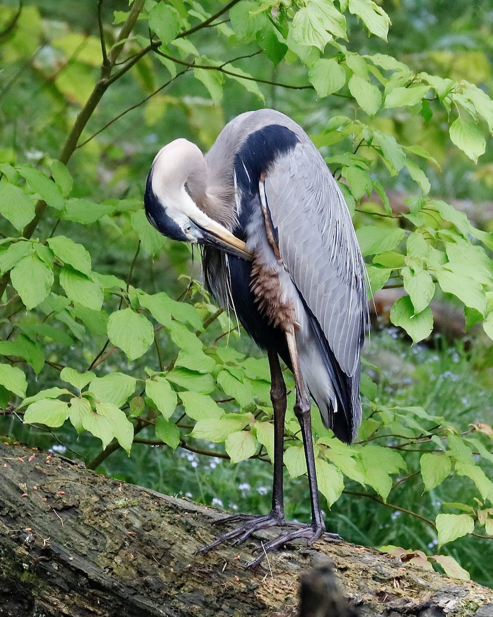 Great Blue Heron - ML620704748