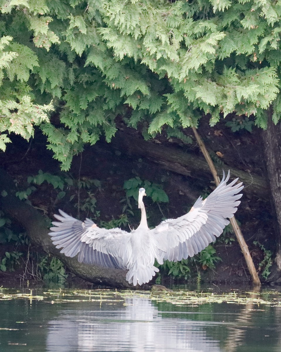 Great Blue Heron - Sue Kurtz