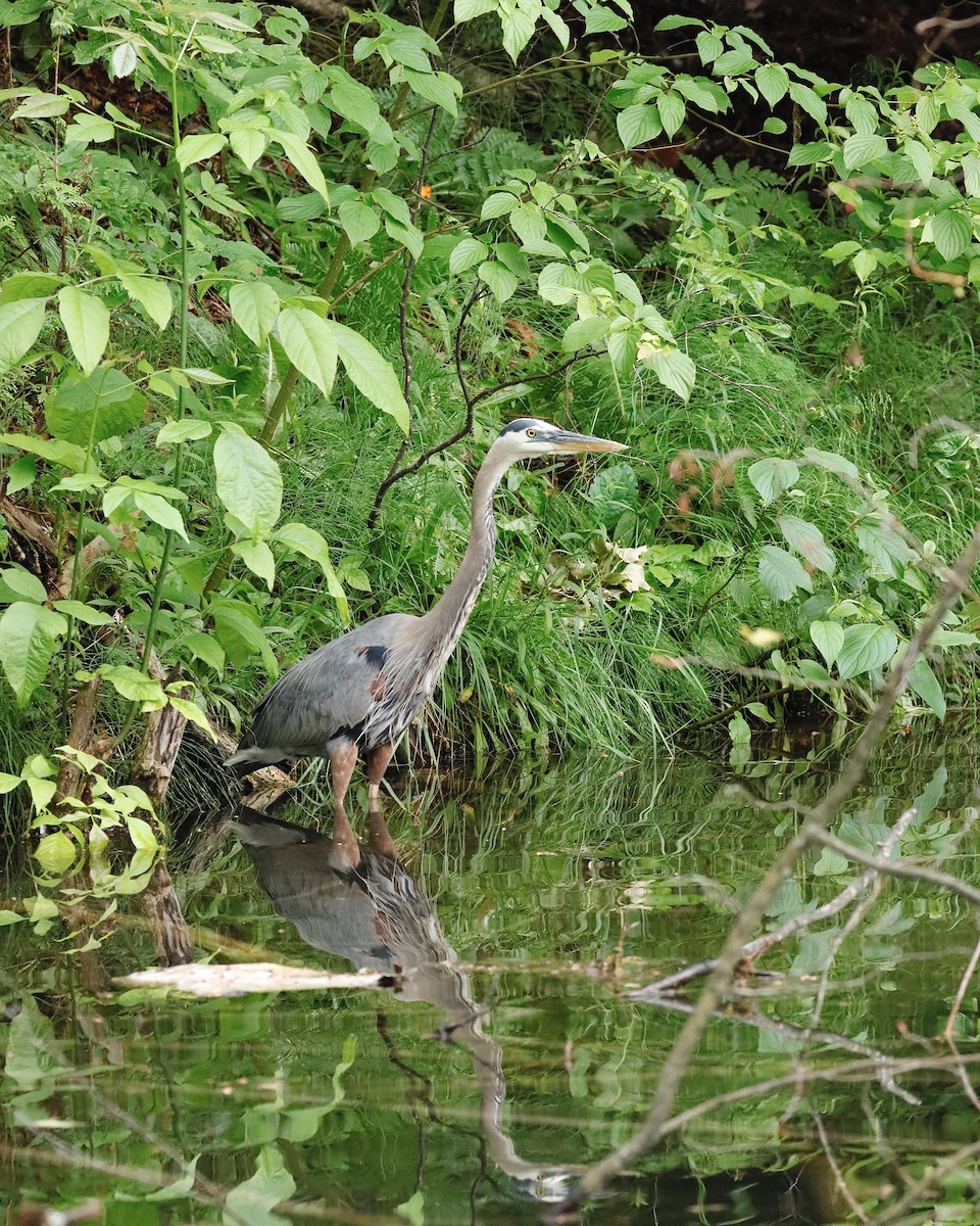 Great Blue Heron - ML620704754