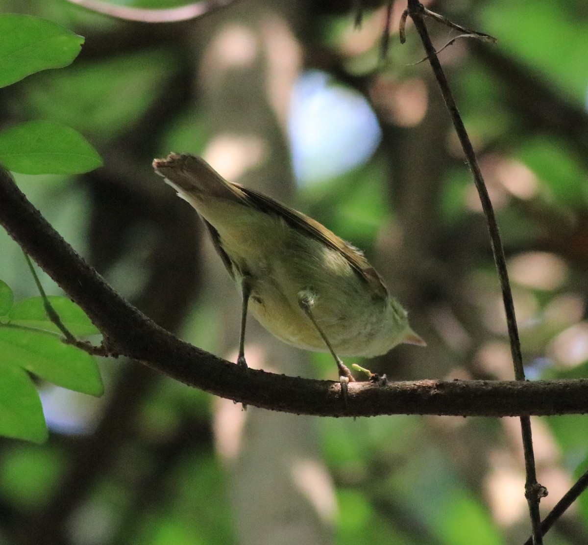 Green Warbler - Afsar Nayakkan