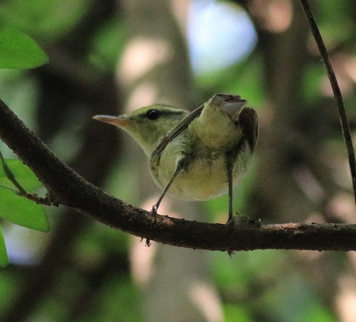 Green Warbler - ML620704758