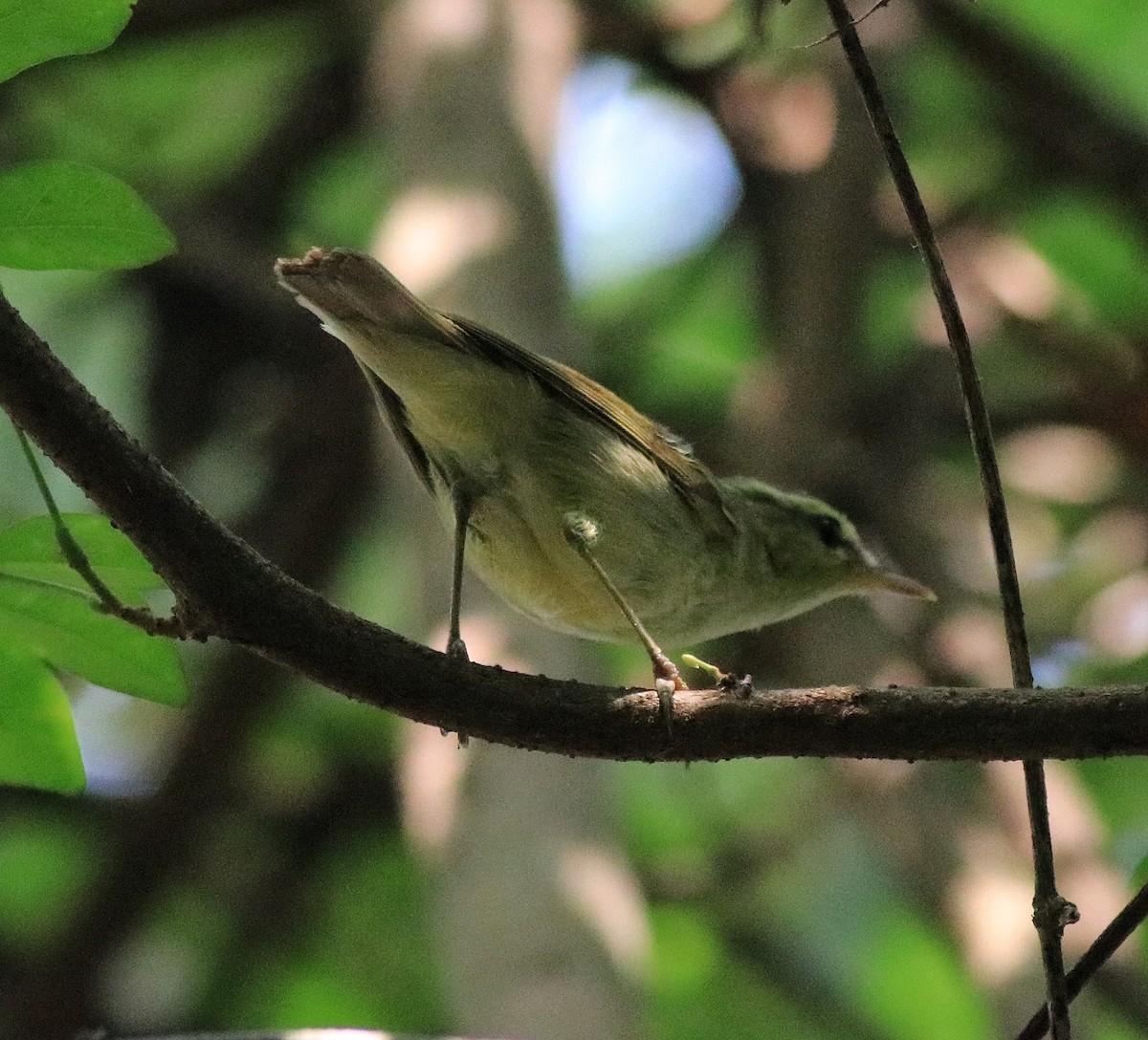 Green Warbler - ML620704761