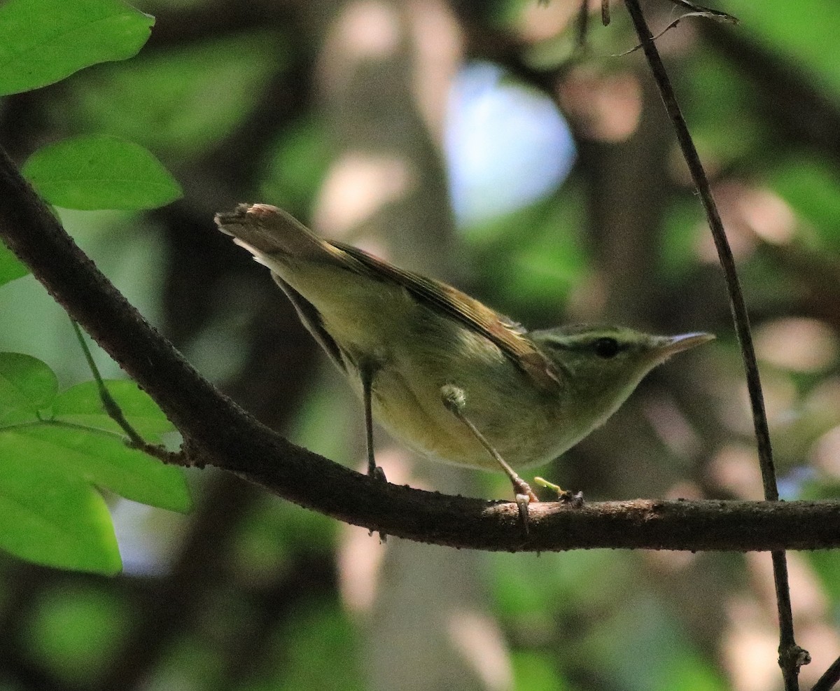 Green Warbler - ML620704765