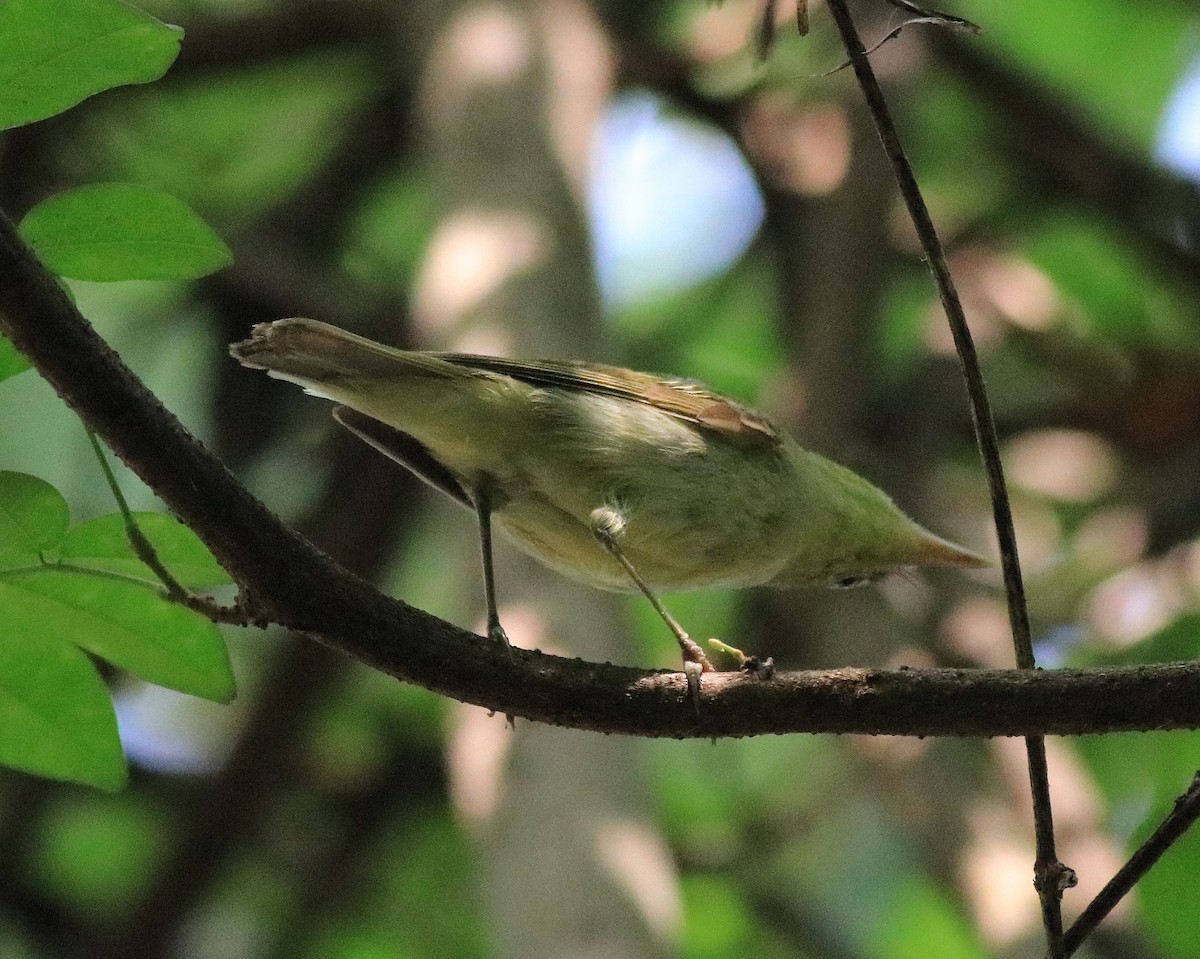 Green Warbler - ML620704766