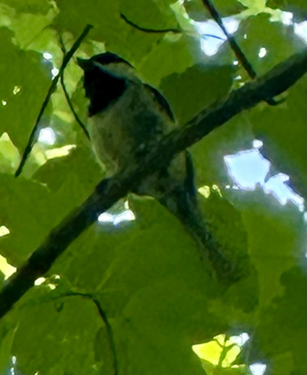 Carolina Chickadee - ML620704770