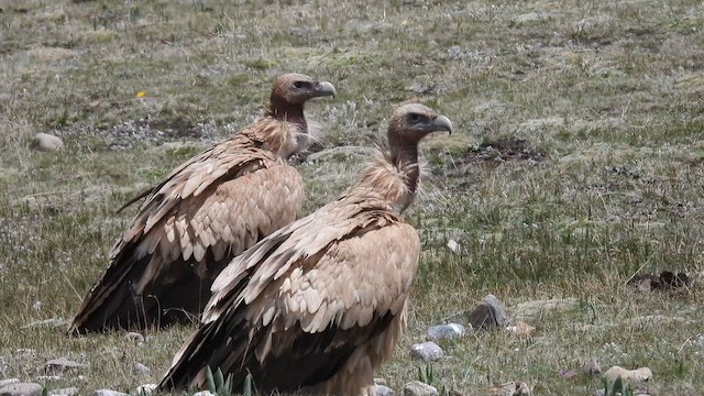 Himalayan Griffon - ML620704775