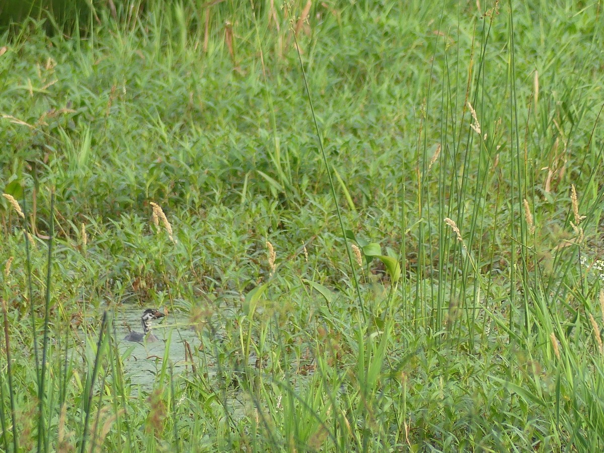 Pied-billed Grebe - Anonymous