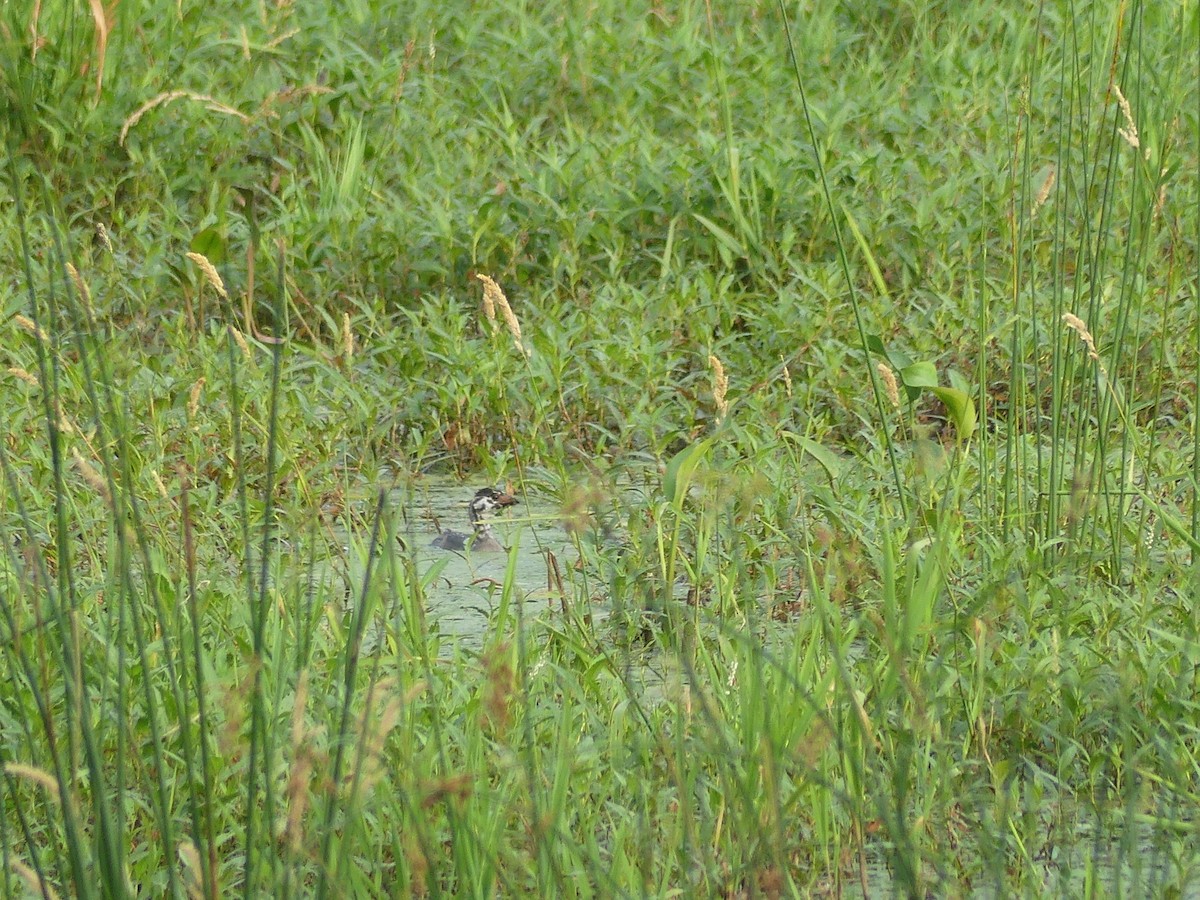 Pied-billed Grebe - ML620704777