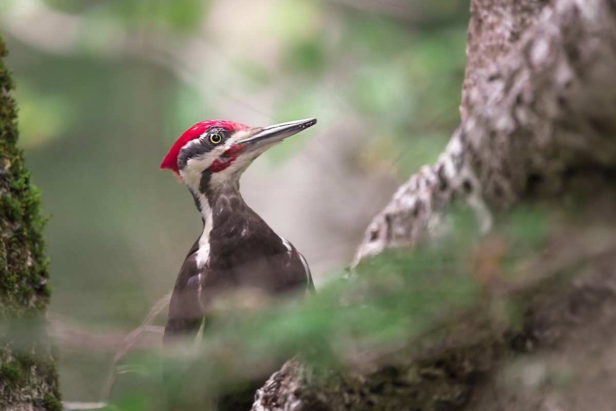 Pileated Woodpecker - ML620704778