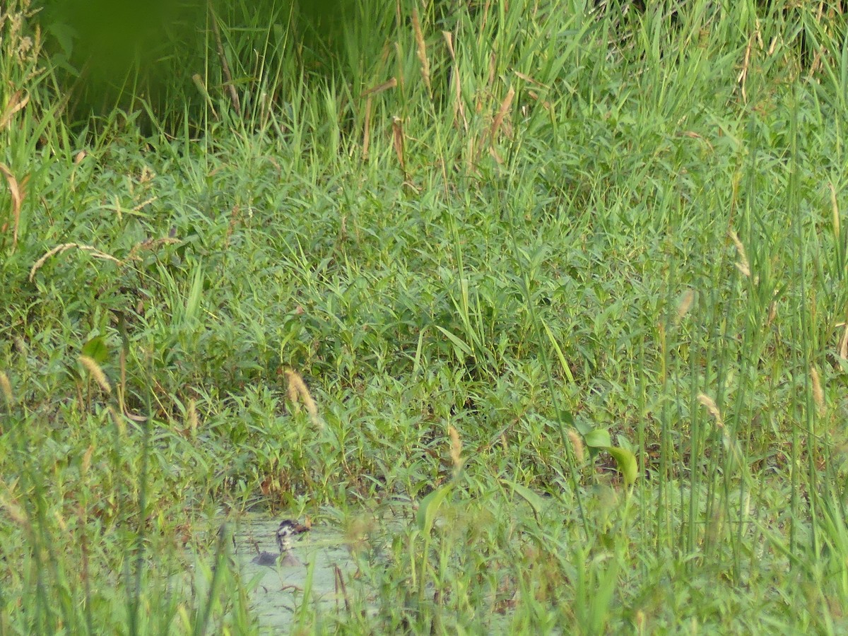 Pied-billed Grebe - ML620704779