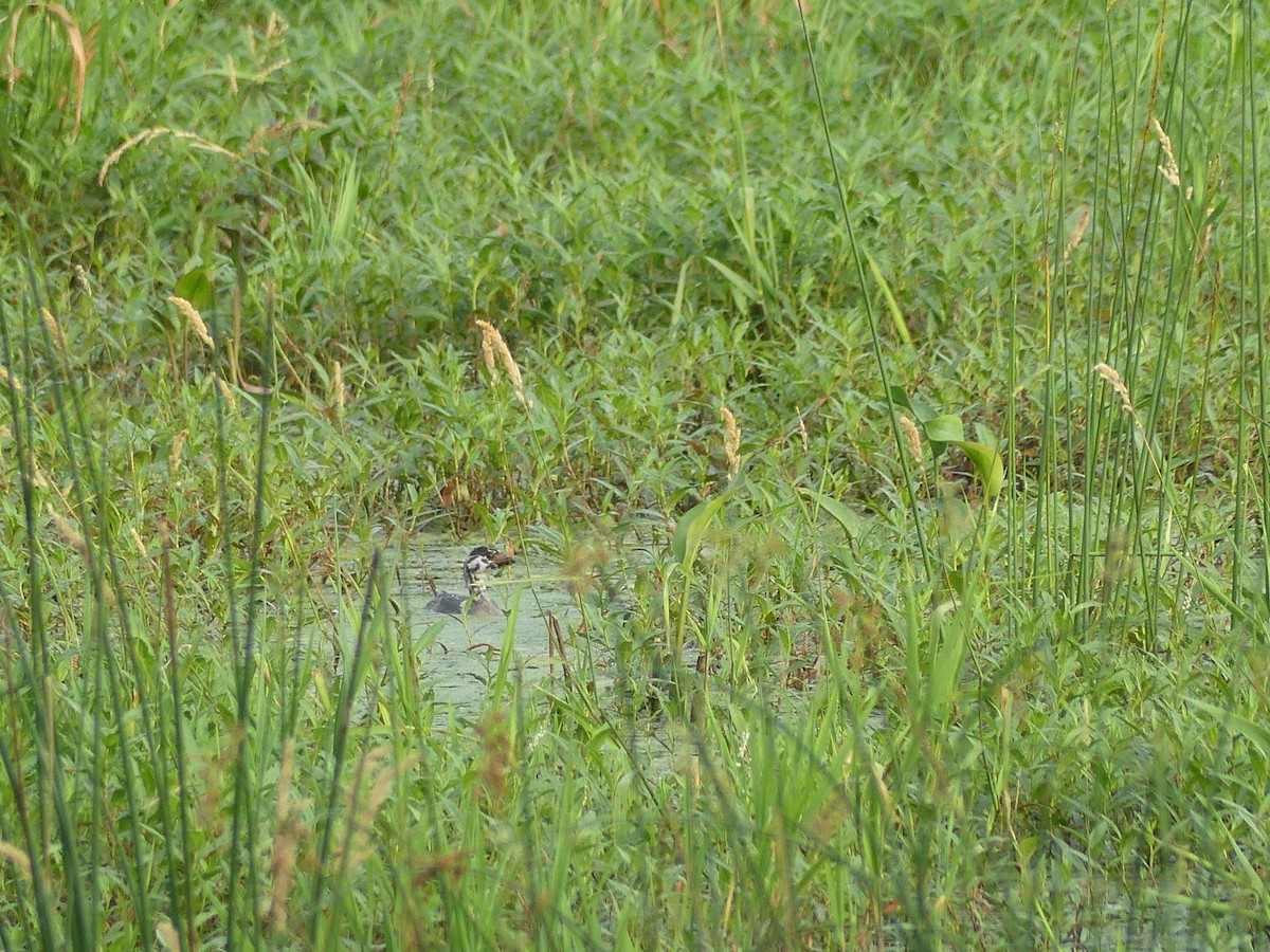 Pied-billed Grebe - ML620704780