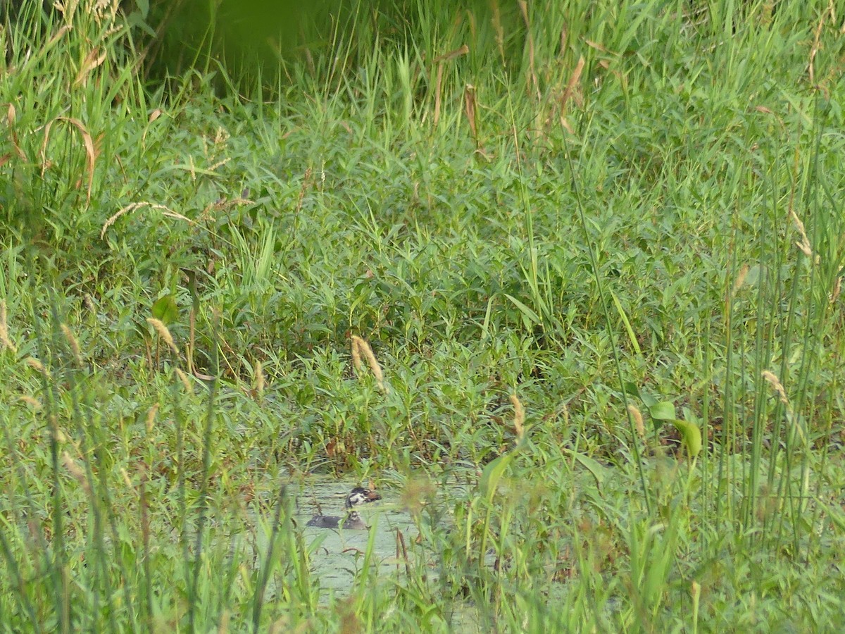 Pied-billed Grebe - ML620704781