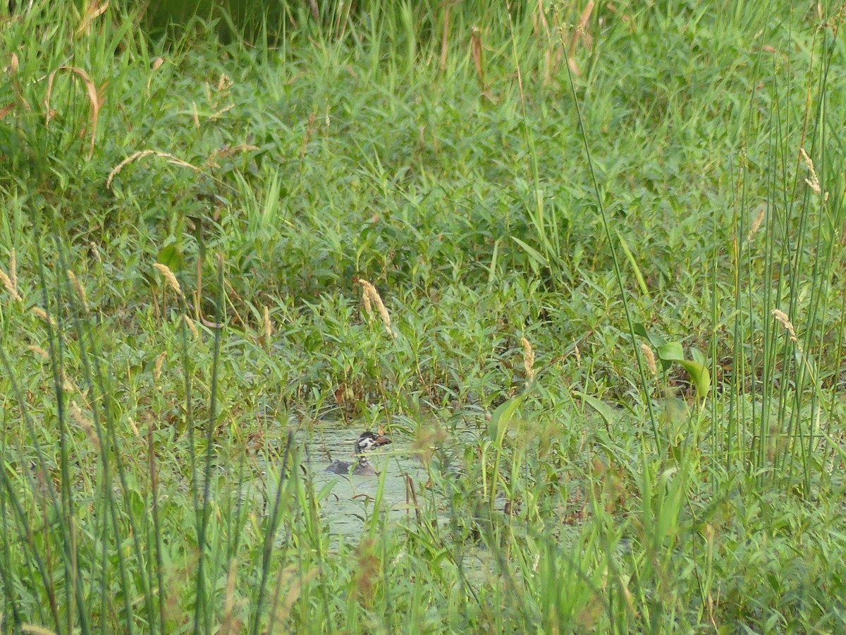 Pied-billed Grebe - Anonymous