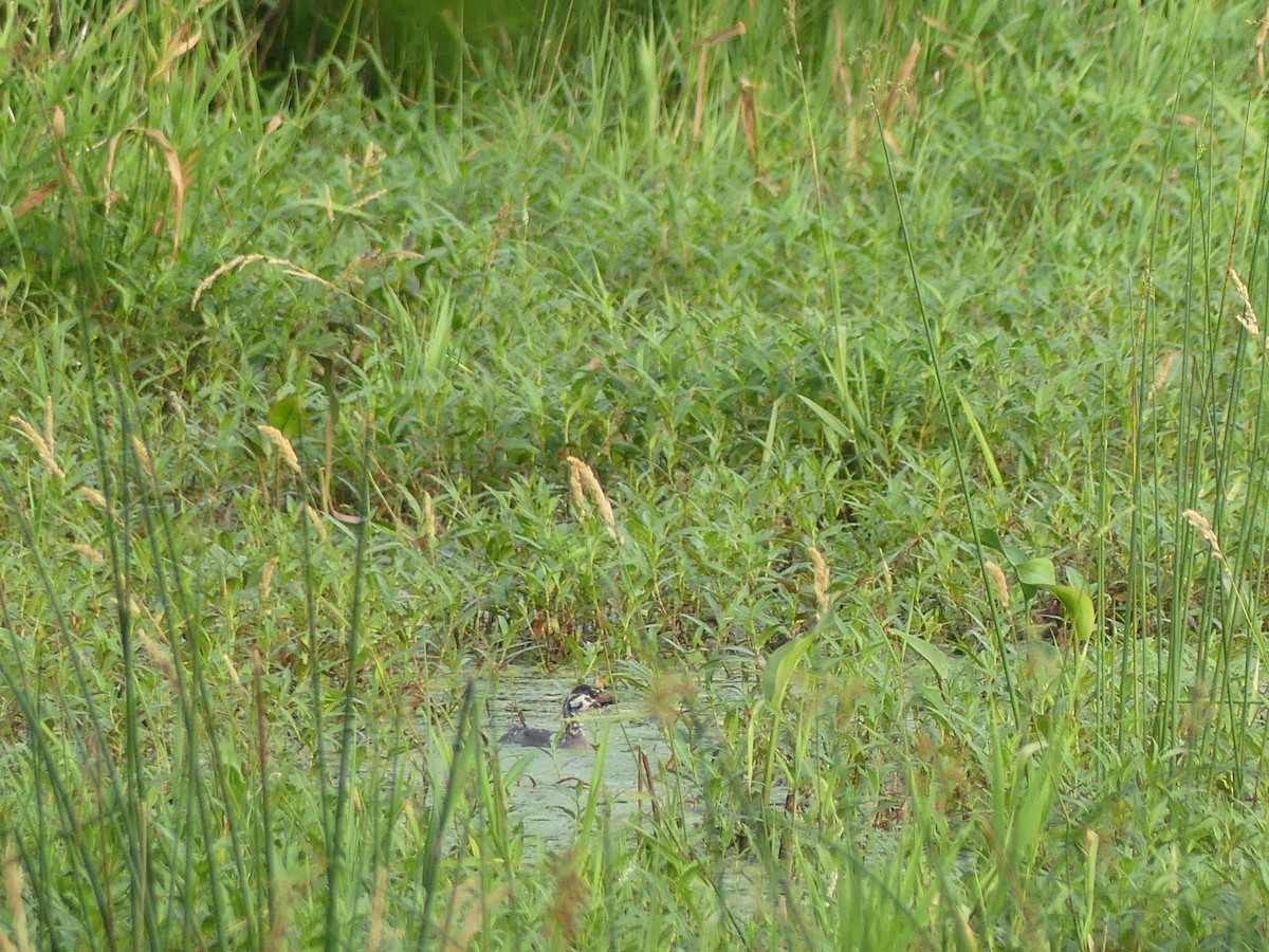 Pied-billed Grebe - ML620704783