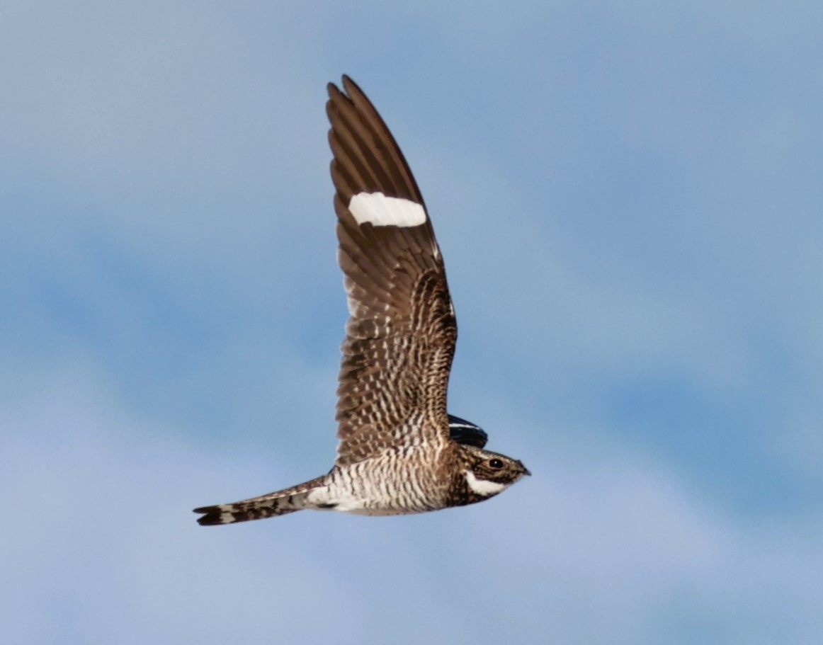 Common Nighthawk - ML620704788