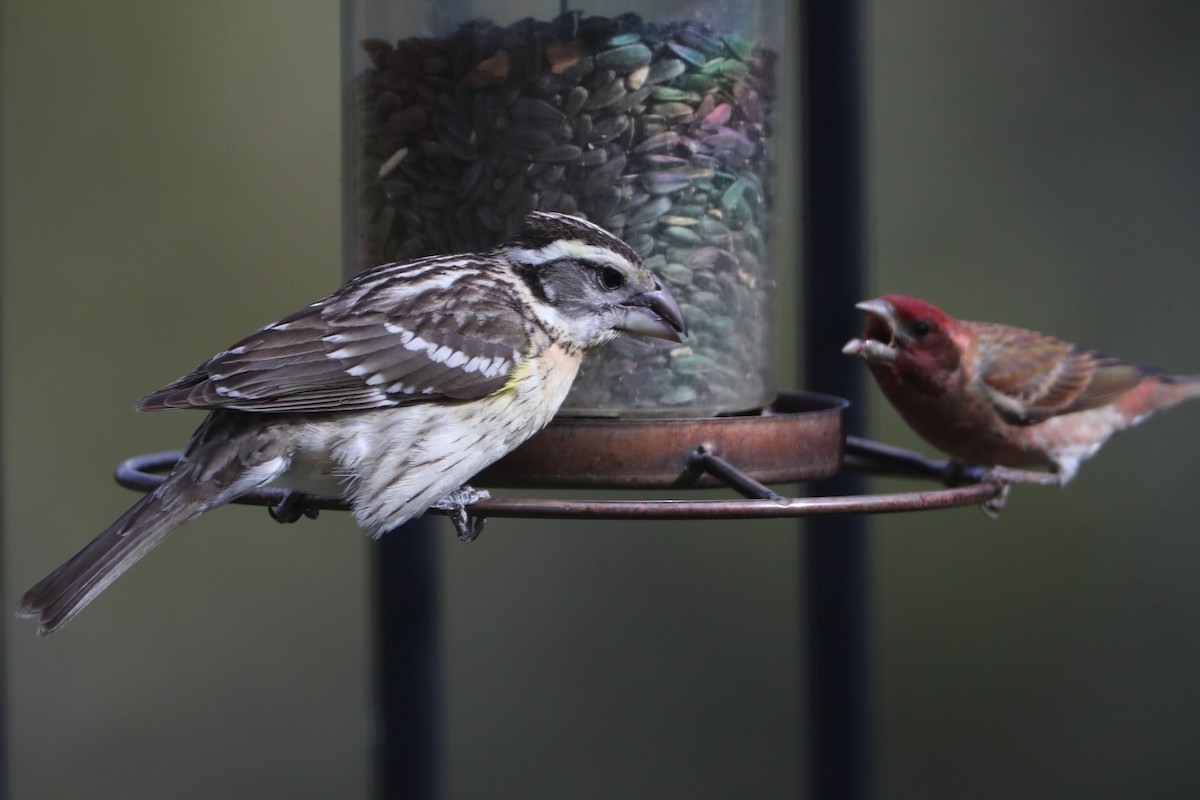 Black-headed Grosbeak - ML620704789