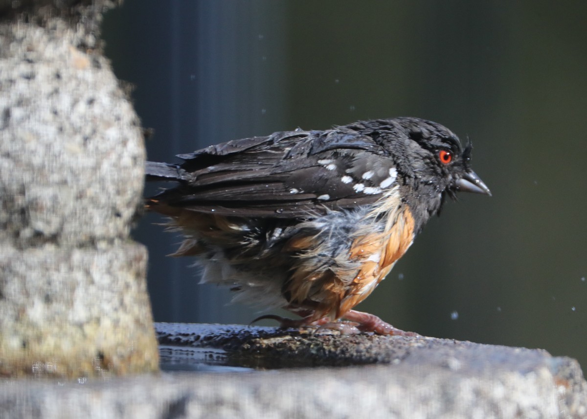 Spotted Towhee - ML620704790