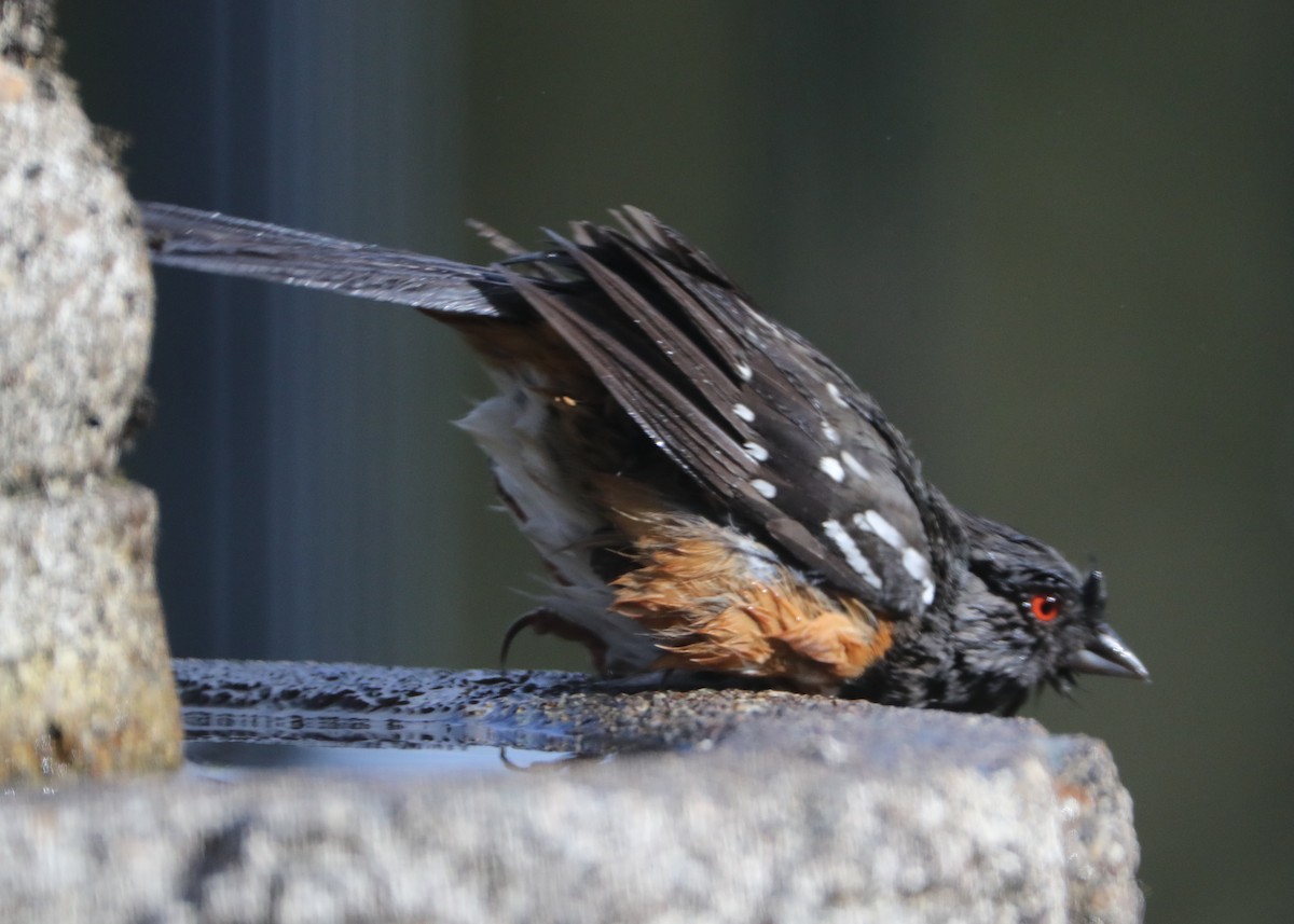 Spotted Towhee - ML620704791