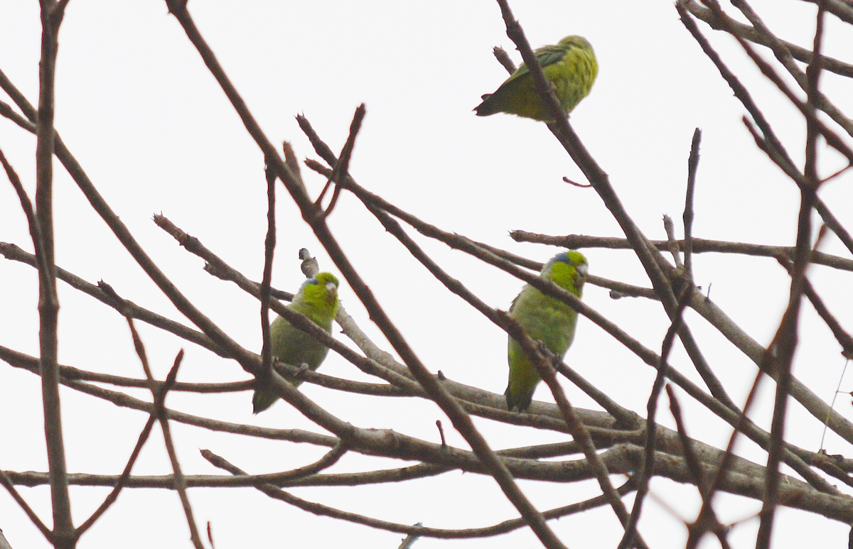 Pacific Parrotlet - ML620704792