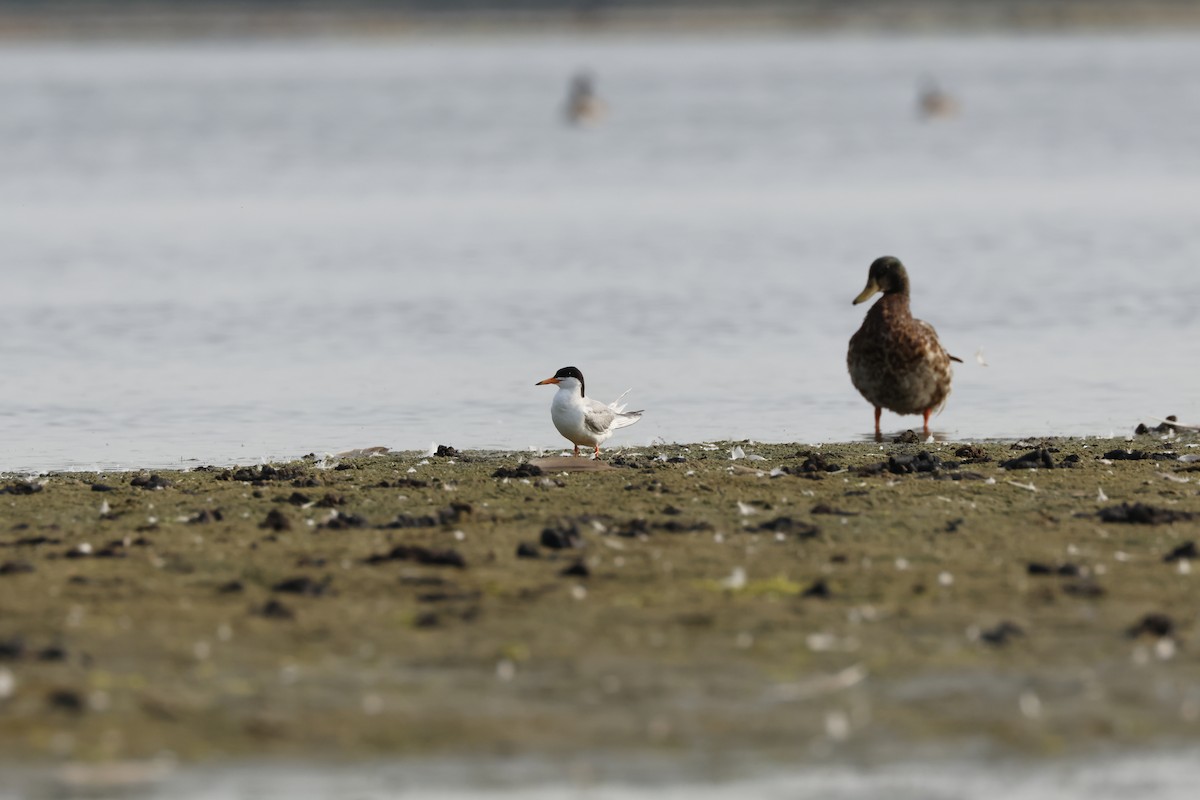 Forster's Tern - ML620704806